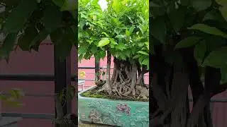 Arial Roots Ficus Retusa Bonsai Tree | #bonsai #retusa #ficus