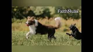 The Cat and the Dog: A Tale of Friendship and Teamwork