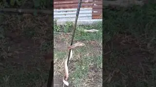 Cobra snake trying to climb on a stick #shorts
