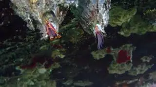 Barnacles Feeding in Iron Mine Bay at East Sooke Park