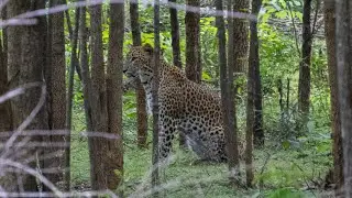 Sri Lanka Pt7: Yala National Park