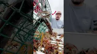 🤯 Lesser Sirens in Crawfish Traps