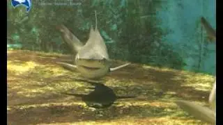 Rare Speartooth Shark (Glyphis glyphis):  Freshwater Sharks