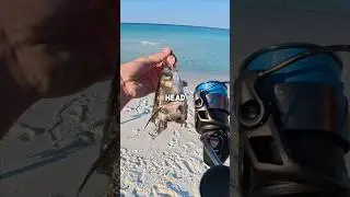 Fishing with ROTTEN fish head #fishingvideo #saltwaterfix #fishing