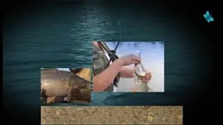 Čari Ribolova - Mali Bački kanal, Ruski Krstur (25.10.2020)