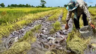 How to Successfully Catch Copper Snakehead Fish
