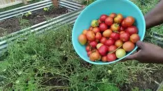 Unbelievable Organic Fall Backyard Garden Harvest. Garden Answers and Solutions.
