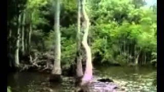 Exploring the swampwoods.