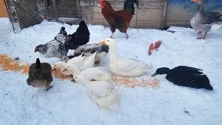 Feeding the farm birds on a frosty winter day❄️🦆🐓🐔🦆