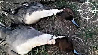 Two Man Limit of Pintails! CA Public Land Duck Hunt | 11/07/18