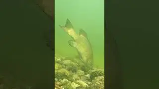 Smallmouth Bass LOVE MaxScent👃