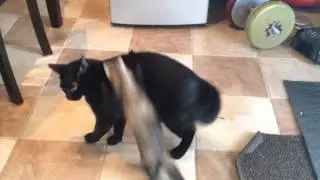 Cat VS Ferret