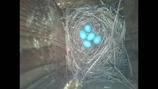 June 24, 2025 Nesting Momma