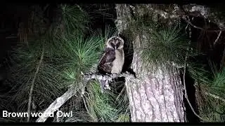 The Brown Wood Owl  (Strix leptogrammica) with call
