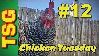 How smart are chickens?