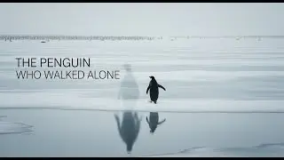 🐧 The Penguin Who Walked Alone