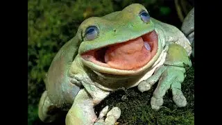 Bench the Kench