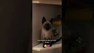 #gatinhofofo #gatosiames #catsiamese #siamese #siamesecat  #gatinhos #gatinhosfofos #gateiro #kitten