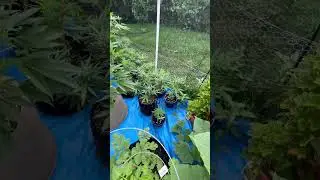 Gota transplant today #homegrown #cannabis #loyaltothesoil