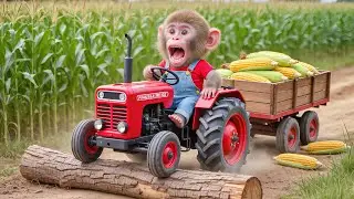 🐒🚜💥 Monkey NaNa&rsquo;s Corn Harvest Turns Into Total Chaos! 😱🌽 &ndash; NANA MONKEY LIFE