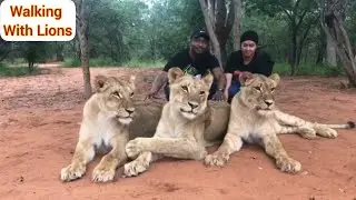 WALKING WITH LIONS IN ZAMBIA 🇿🇲