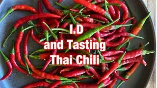 Chili I.D and tasting of Thai Chili