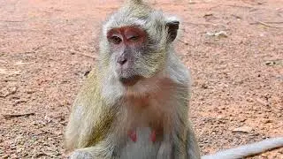 Look real pity Monkey wildlife