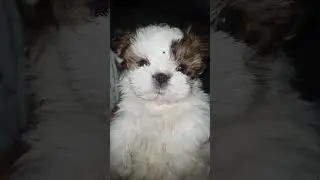 Nap time !! 💤😴 #shihtzu #puppy #cute #funny #dramatic #asmr #adorable #goodnight #naptime #trending