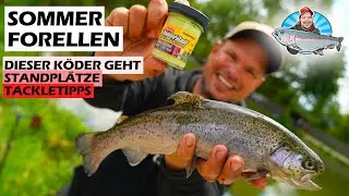 Sommerangeln auf Forelle &ndash; So klappt&rsquo;s auch bei Hitze! 🔥