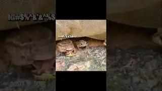 Toad you