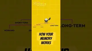 The Science of Your Terrible Memory