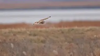 Short-eared Owl Flying Over Marsh
