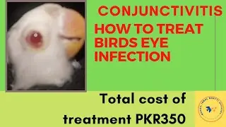 How to treat the birds eye infection|| Conjunctivitis || #eyessoar