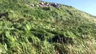 Pillbox on Shemya