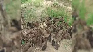 First release of domestic ducks