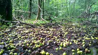 Calming Woodland: With Birdsong - A Video To Relax To (ASMR)