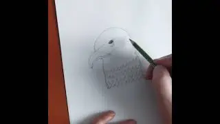 Let's just draw eagle🦅 #music #travel #animals #love #drawing #justdrawing #eagle #eagles