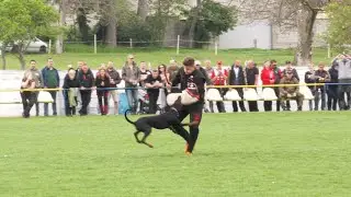 IDC Dobermann World Championship 2023  III    Slovakia