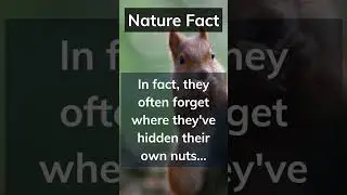 Do you like squirrels? Let me know in the comments 👇 #shorts #naturefacts
