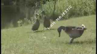 Duck Dance Battle