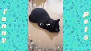 Приколы с животными &brvbar;подборка приколов с животными &brvbar;смешно до слез 20217