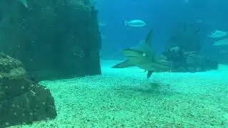 Lisbon - Oceanario de Lisboa (07 August 2019) 4K Video