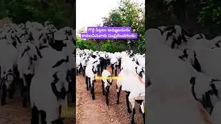 SHEEP FARMING TELUGU IN TELANGANA | SHEEP'S AVAILABLE FOR SALE
