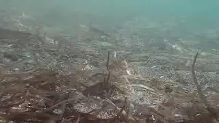 Avannotti di barracuda
