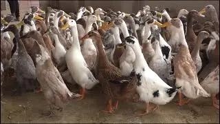 Indian Runner Duck Farm For Eggs - Best Investment To Earn Money
