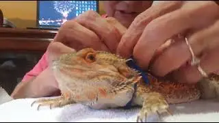PamperedLizards Lizard Leash & Harness Instructions