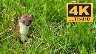 #weasel #spotted in Alps #mountains #nature #wildlife #germany #iphone #4k #travel #trending #trend
