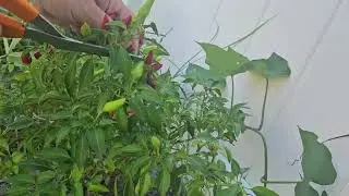 Sept 2024 harvesting a few of my 