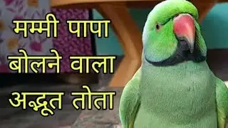 Parrot sound ❤️ mummy papa 😍 Mummy Ai mummy|| पापा बोलूंगा मम्मी मिट्ठू को रोटी दो बोलने वाला तोता 🦜