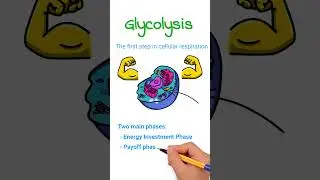 Glycolysis | First Step in Cellular Respiration #glycolysis